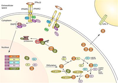 Strategies to Target ISG15 and USP18 Toward Therapeutic Applications